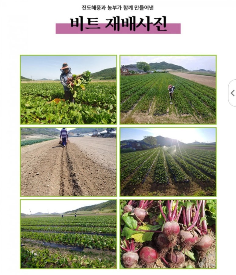 진도끝밭 이미지