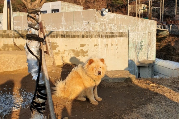 갱스카페 이미지