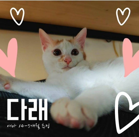 온천장고양이 이미지