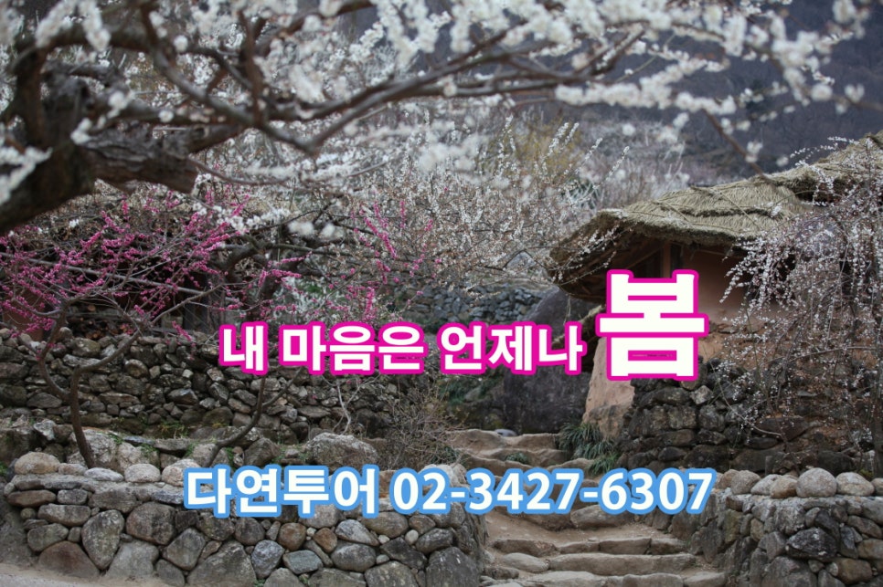 지리산꽃다연 이미지