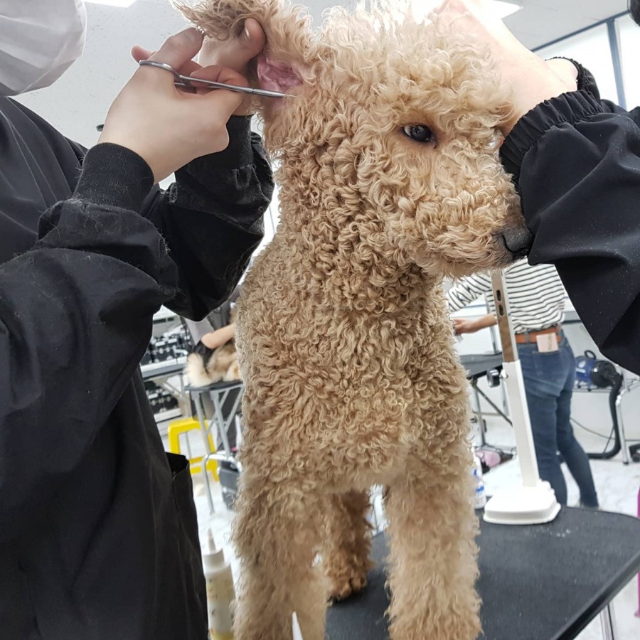 큐브애견미용학원 이미지