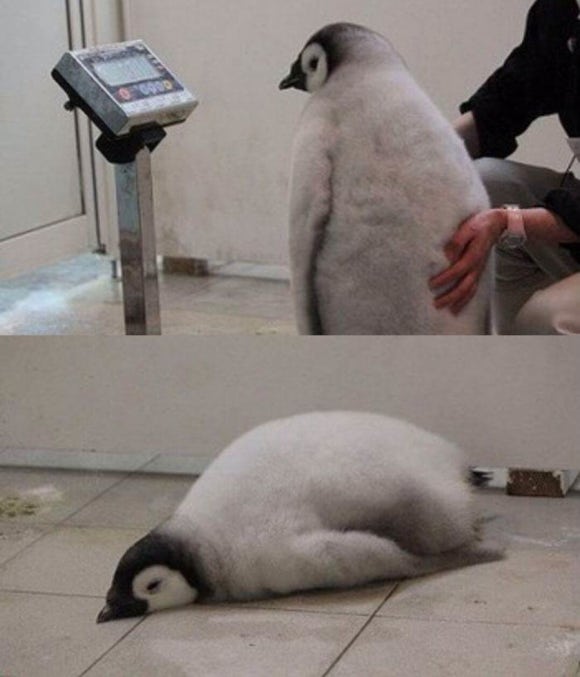 샐러디분당 이미지