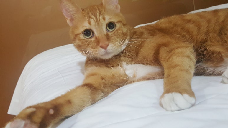 오케이무인텔 이미지