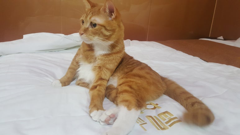 오케이무인텔 이미지