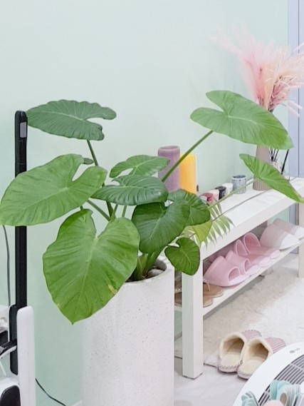 바움네일 이미지