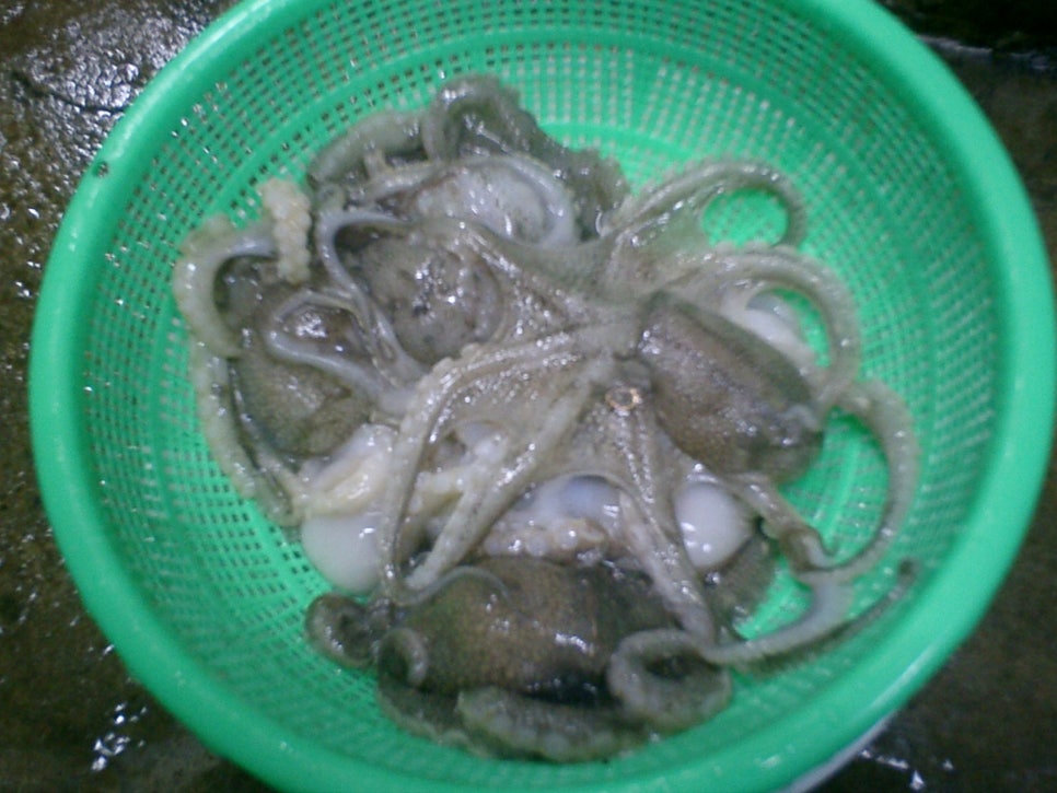 쭈꾸미 이미지