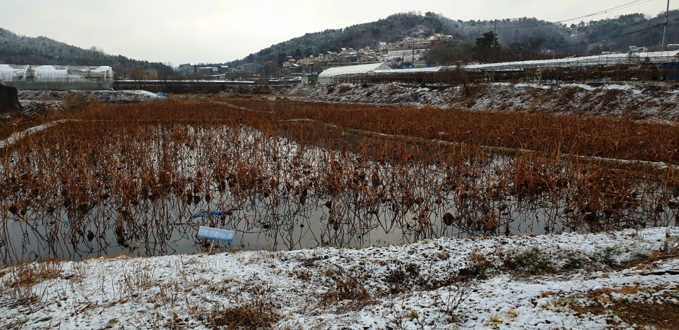 백설연차 이미지