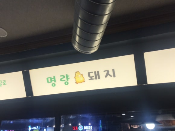 명량돼지 이미지
