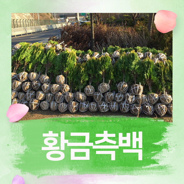 대성조경농원 이미지