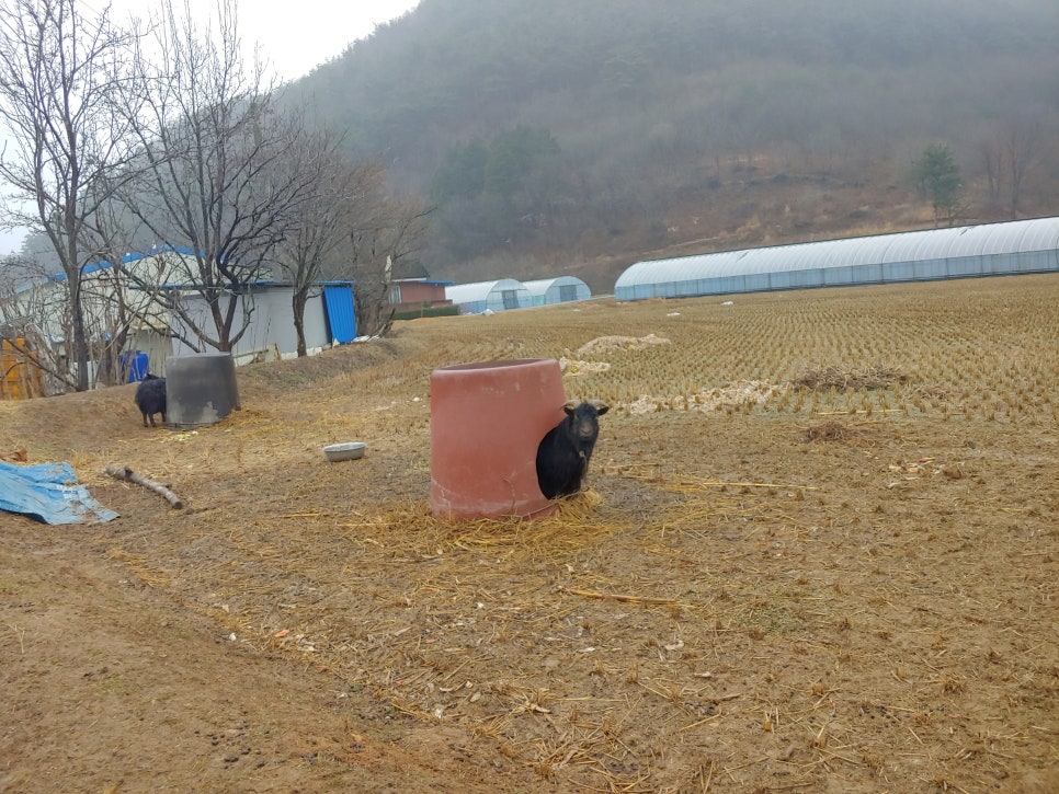 금천흑염소집 이미지