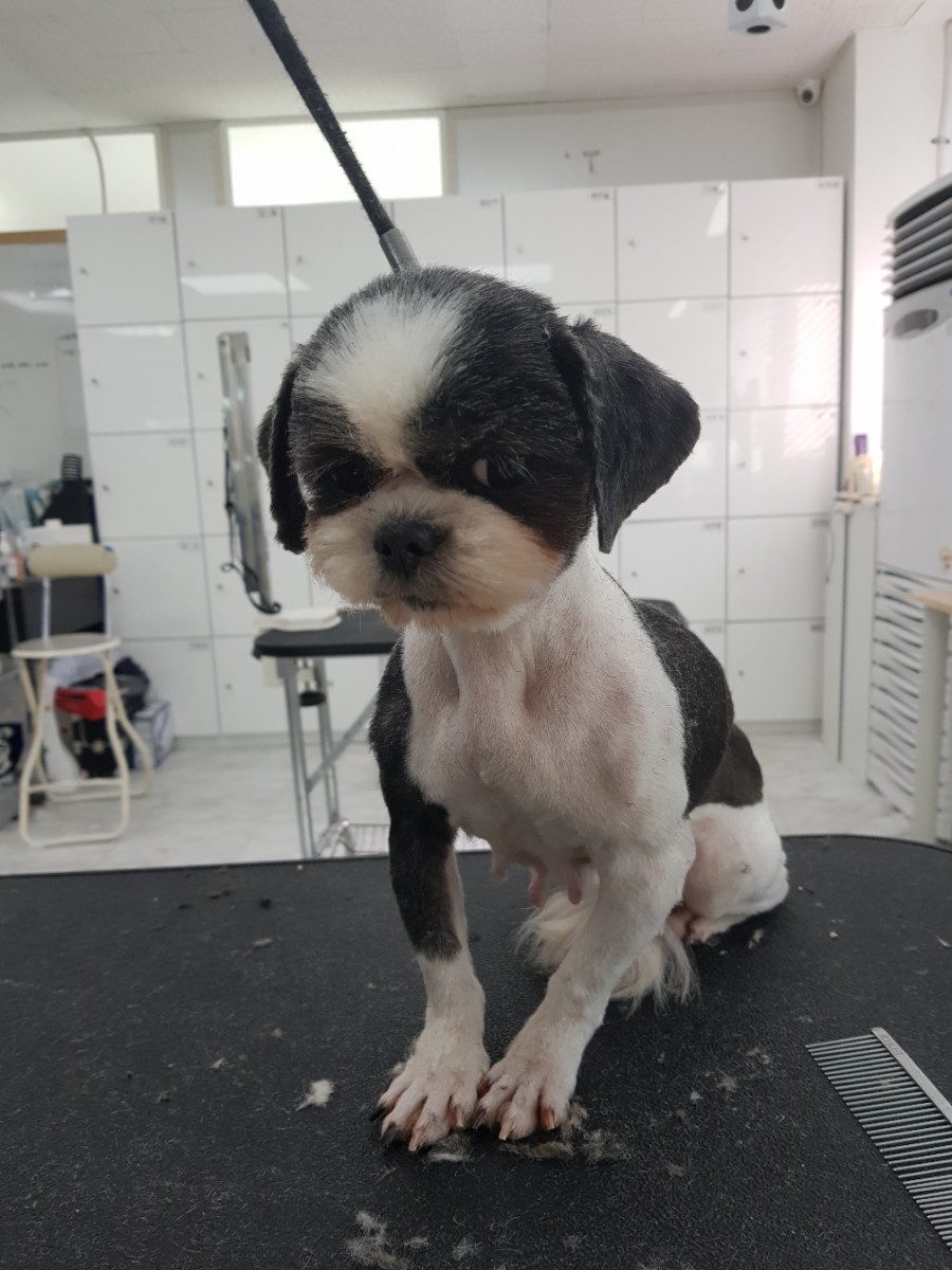 큐브애견미용학원 이미지