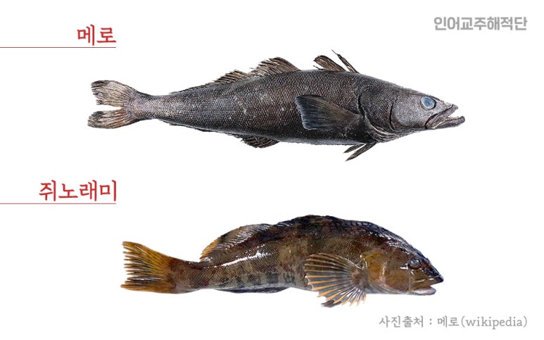 메로 이미지