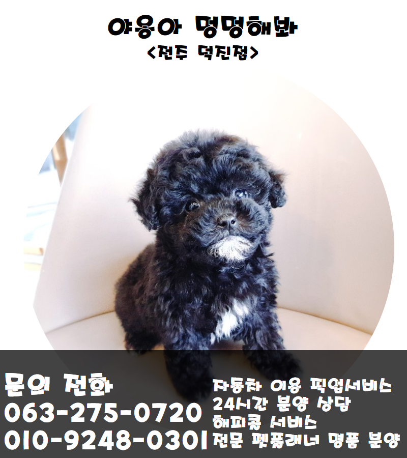 야옹 이미지