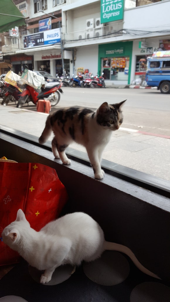 라오스카페 이미지
