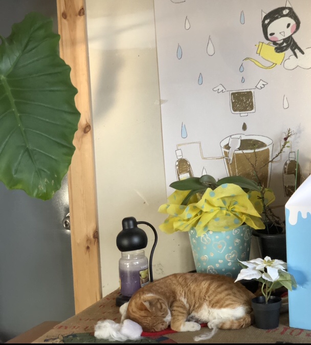 레이지캣(lazycat) 이미지