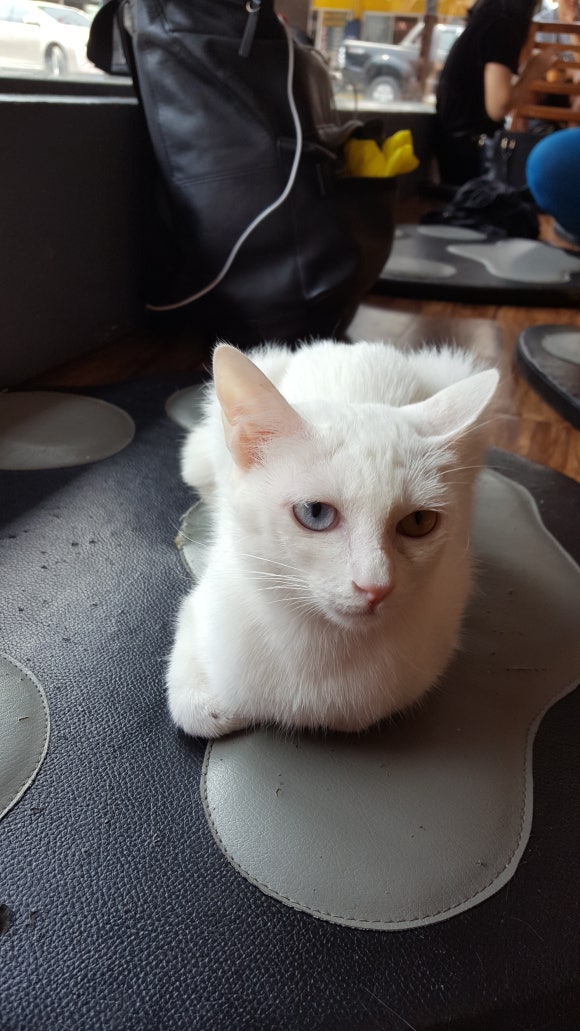 라오스카페 이미지