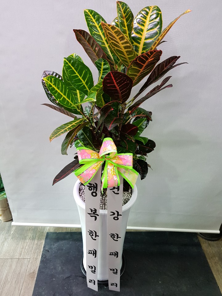 리플라워 이미지
