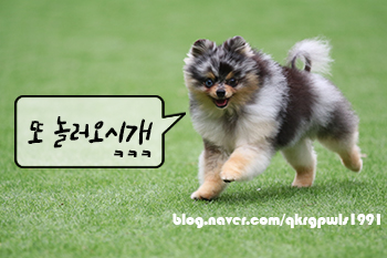 국제잠수교육협회 이미지