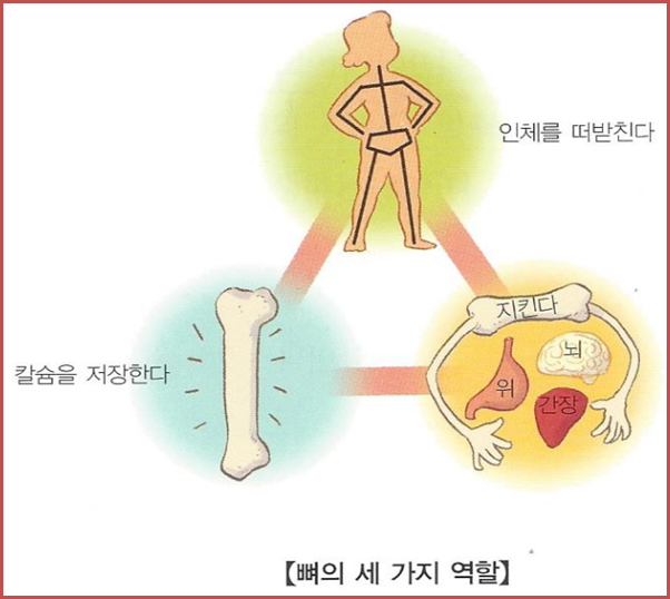 섹칼슘 이미지