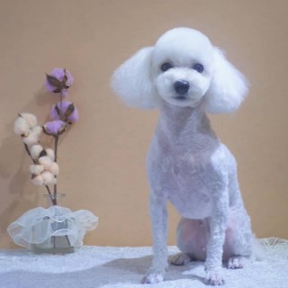 스타미용타운 이미지