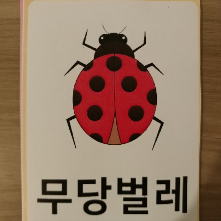 시넬 이미지