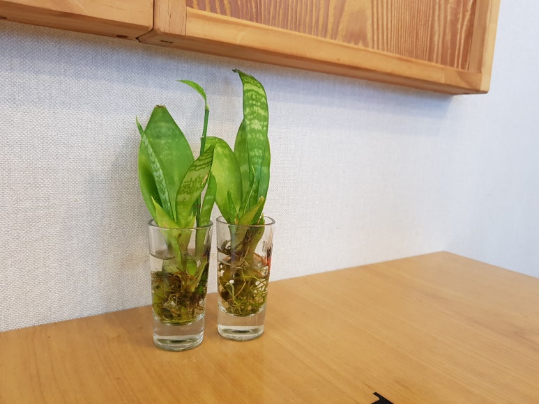 팔복손칼국수 이미지