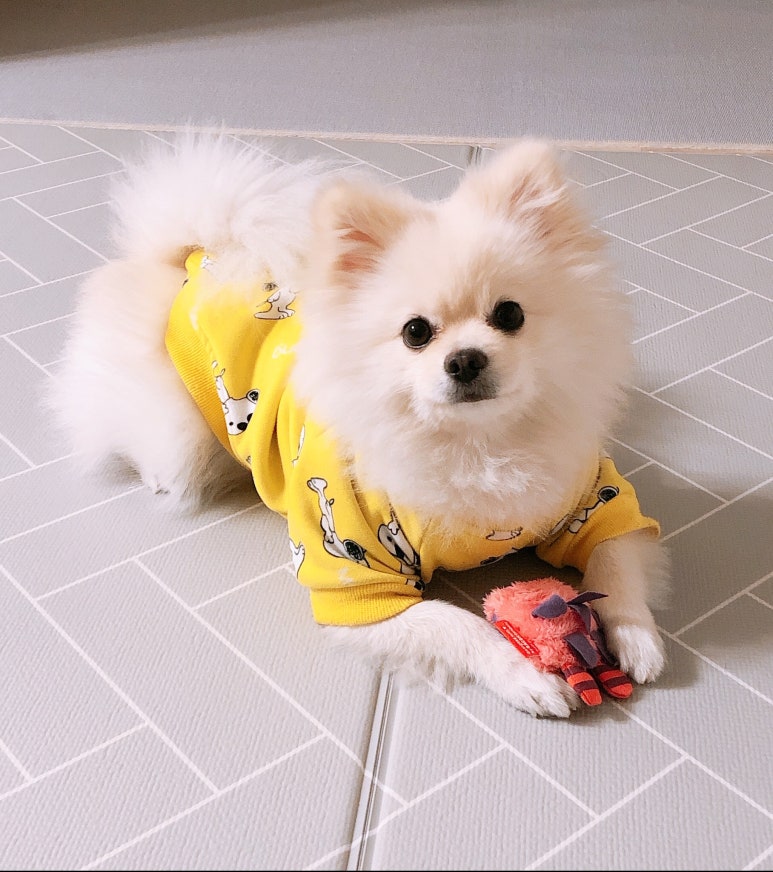 브이아이피서비스 이미지