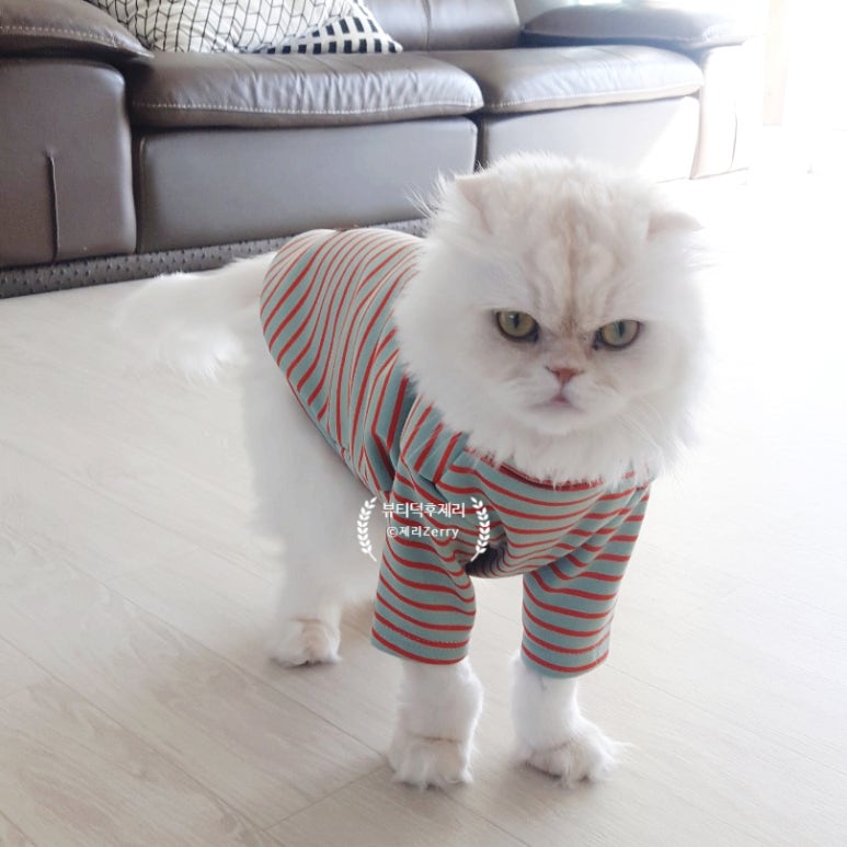 조조메디 이미지