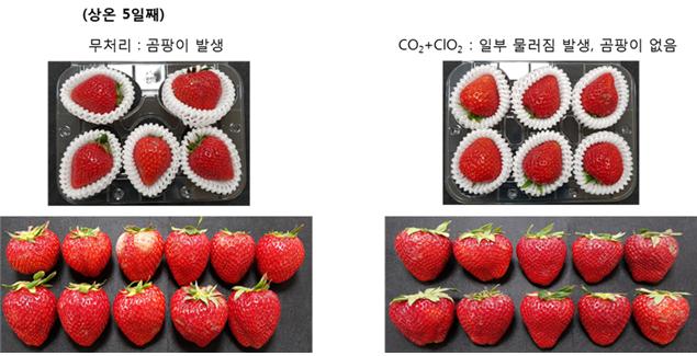한국원예유통 이미지
