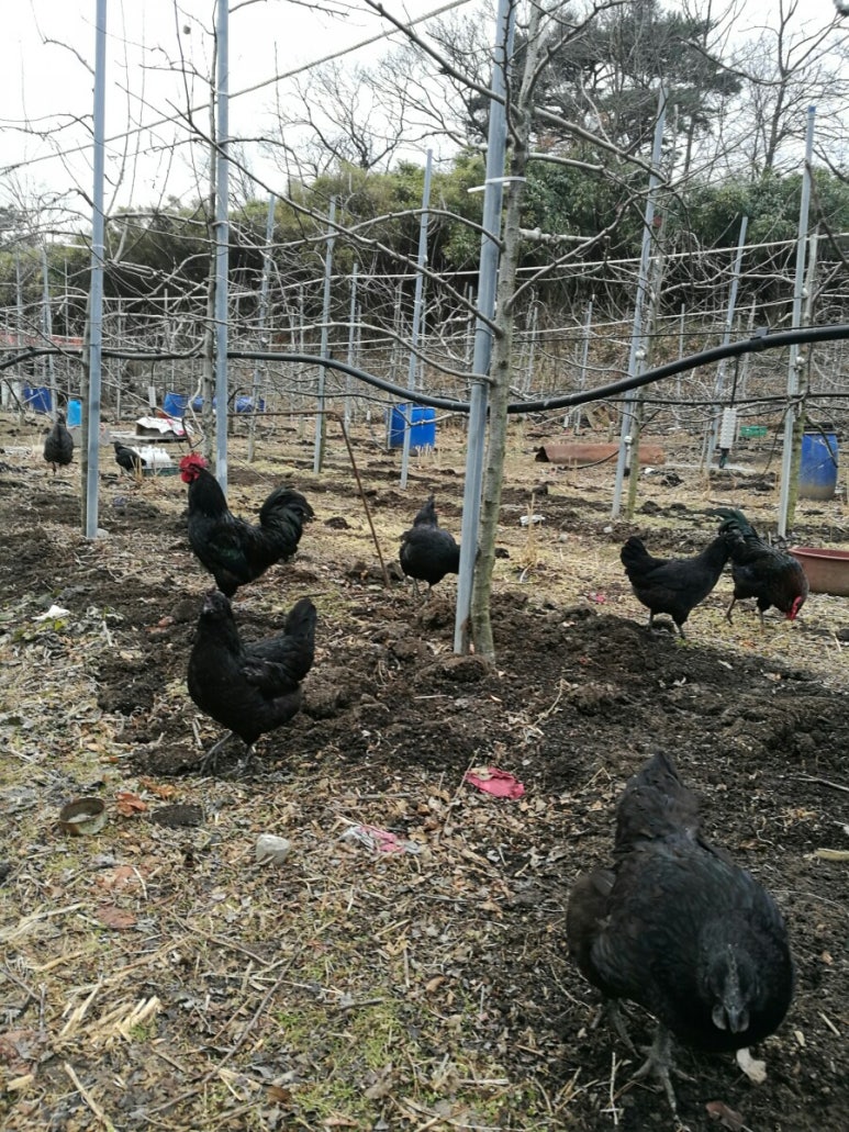 강원친환경유기농 이미지
