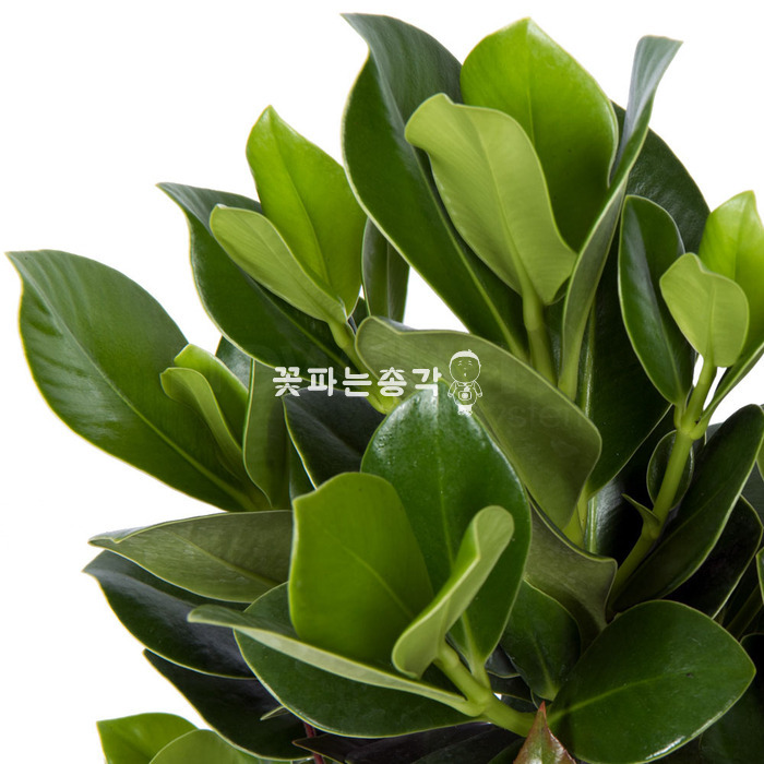 크루시아 이미지