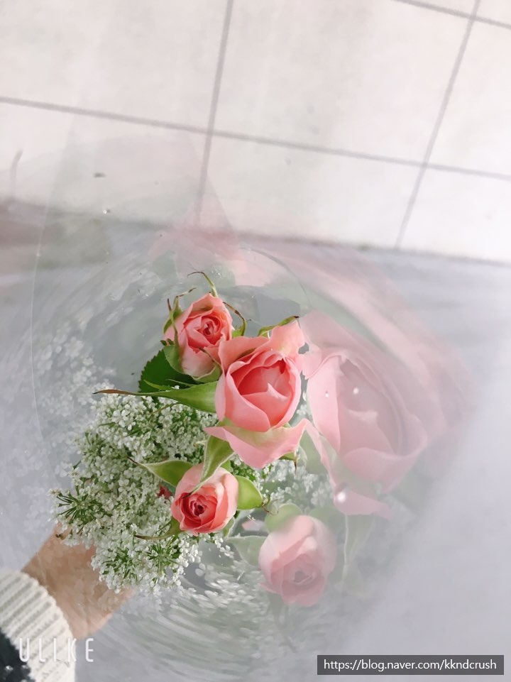 라라플레르 이미지