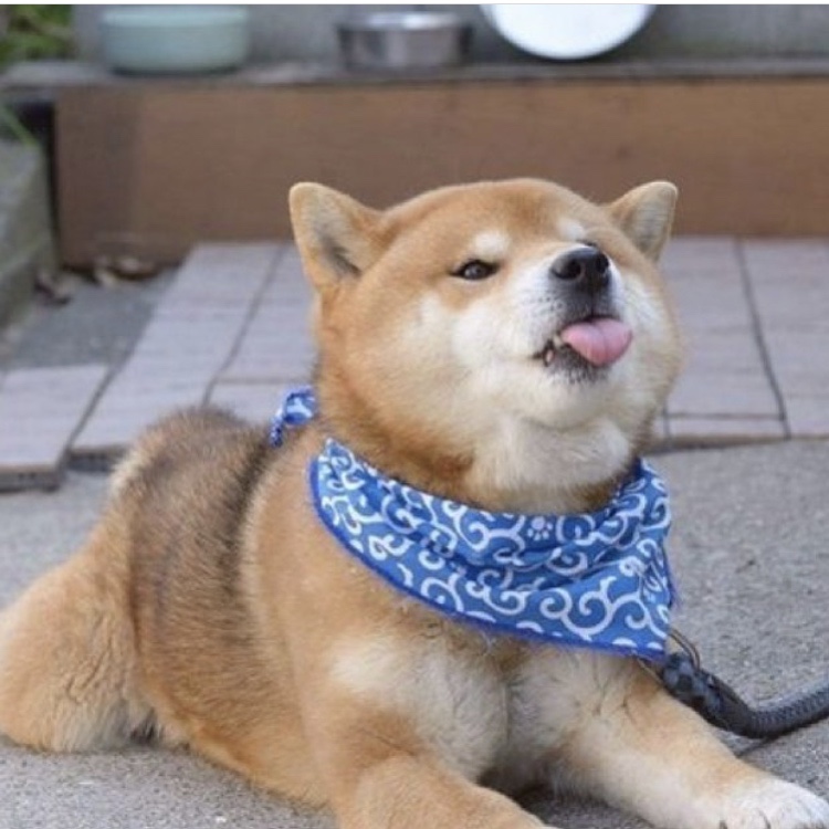 하이스팀 이미지