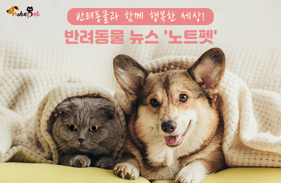 칠칠이불 이미지