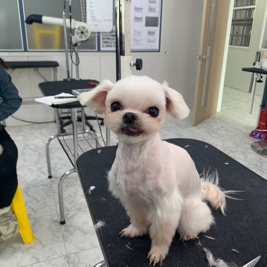 큐브애견미용학원 이미지