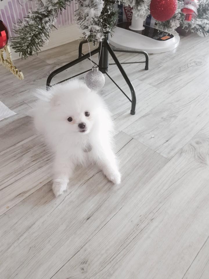 코코멍 이미지