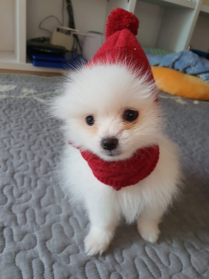 코코멍 이미지