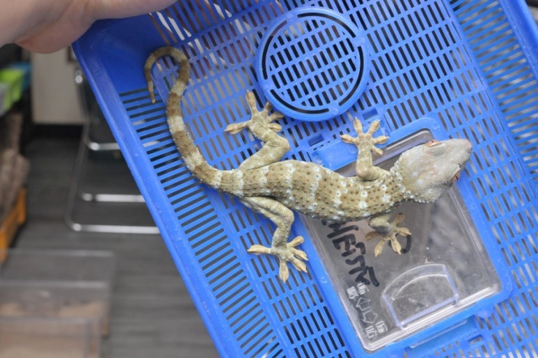 빅혼 이미지