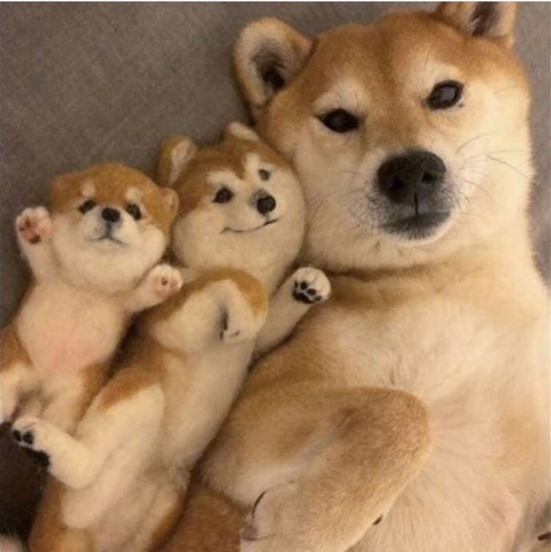 꽃돼지 이미지