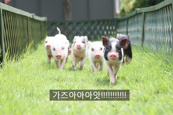 갈비회담 이미지