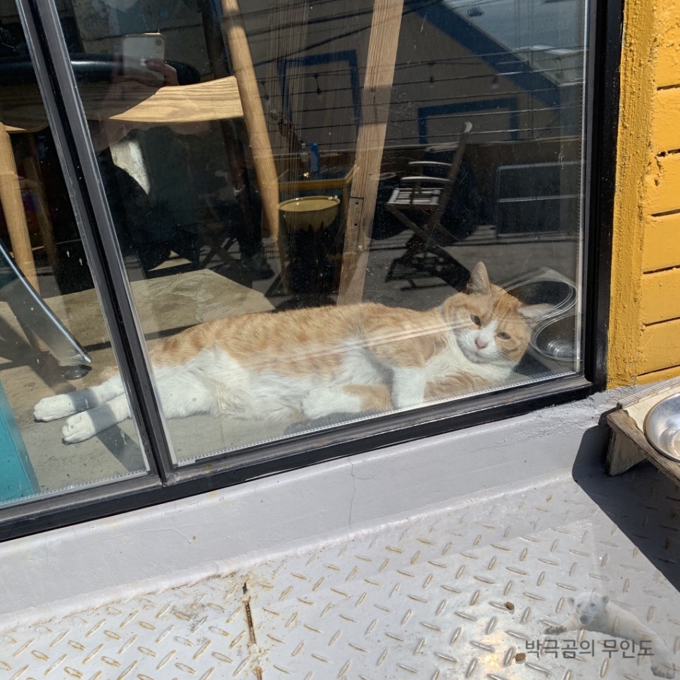 레이지캣(lazycat) 이미지
