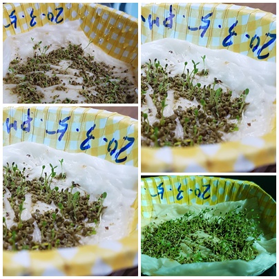 크로바조경 이미지