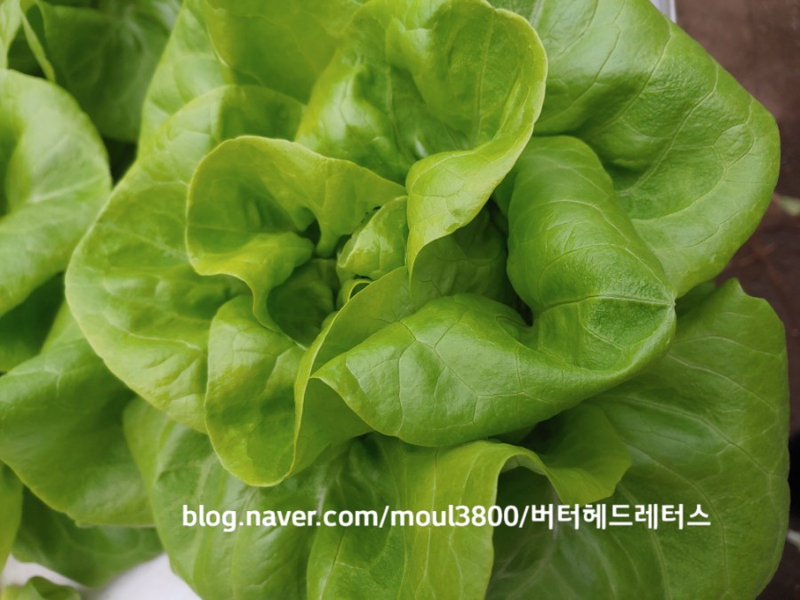 샐러드박스 이미지