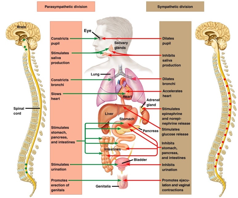 생리학 약리학 약물학 자율신경약리학 서론 말초신경계 자율신경계 교감신경영역 부교감신경영역 네이버 블로그