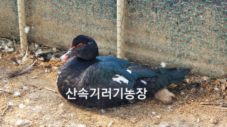 세린축산 이미지