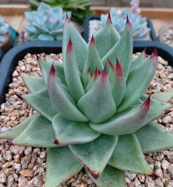 다육이야기 이미지