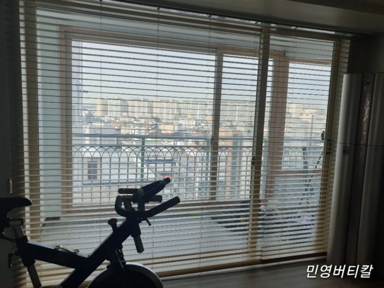 블라인드나무 이미지