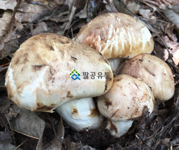 성덕식품 이미지