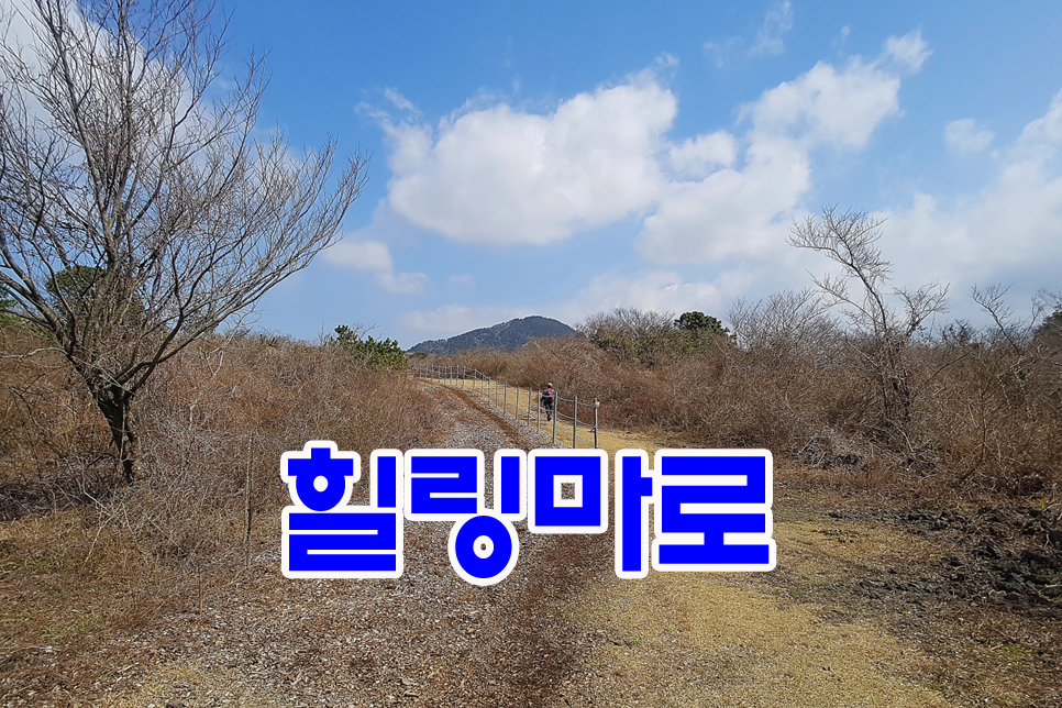 카페백서향 이미지