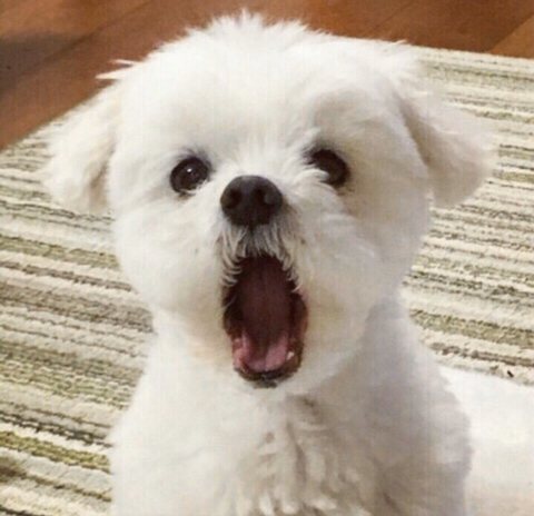 도트 이미지